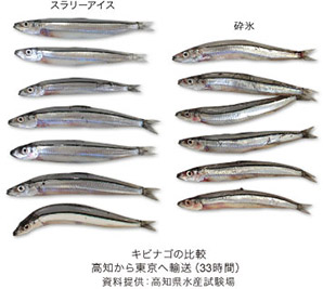 キビナゴの比較